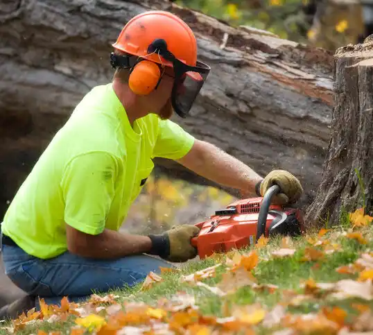 tree services Tracy